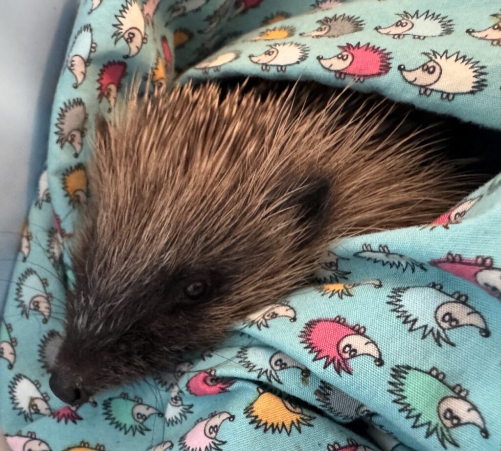 Hedgehog being cared for at Quills Hedgehog Rescue